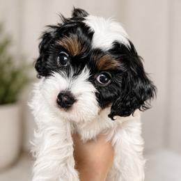 Sarah - Tri-color female Cavapoo puppy in Saratoga Springs, Utah from Joyler Puppies