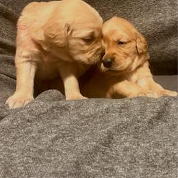 Pink - Golden female Golden Retriever puppy in Great Falls, Montana from VS Golden Fields