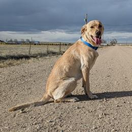 Nelli - Labrador Retriever