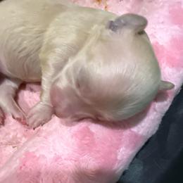 Teddy - Cream male Dachshund puppy in Salem, Oregon from Longdox Mini Dachshunds