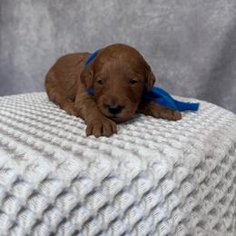 Boy 4 Pick- Med. Goldendoodle - Red  male Goldendoodle puppy in Piedmont, South Carolina from The Farm at Saluda Ridge