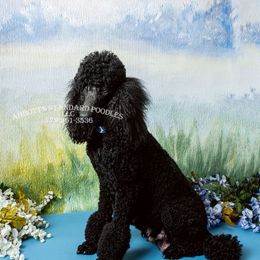 Poodle Puppies from Abbott Standard Poodles
