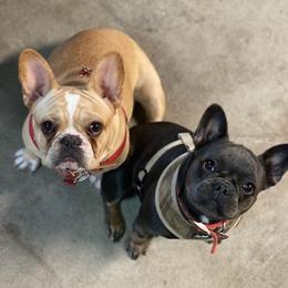 Bulldogs and French Bulldogs from English and Frenchie kennels