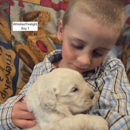 Whistler Boy 1 - Golden male Golden Retriever puppy in Niles, Michigan from Composer Goldens