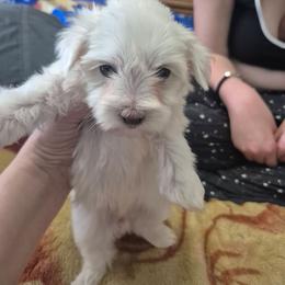 Maisy - Champagne female Maltipoo puppy in Sedro Woolley, Washington from Absher Ranch