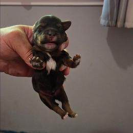 Sky - Black & tan tri-color male Maltipoo puppy in Everett, Washington from Meadows Ranch