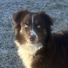 Zelda - Australian Shepherd