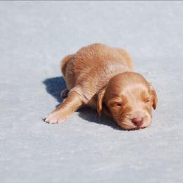 AKC Duke - Red male Dachshund puppy in Billings, Missouri from Bundles of Joy