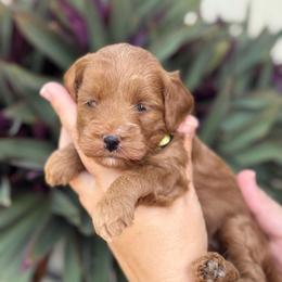 Bo Peep - Red  female Goldendoodle puppy in Wharton, Texas from Little Fur Friends