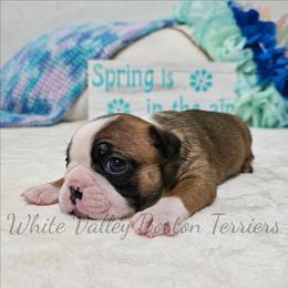 Scarlet - Seal and white female Boston Terrier puppy in Mulberry, Arkansas from White Valley Boston Terriers