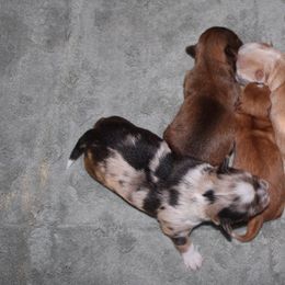 Chihuahua puppies from Luxe Paradise House of Chi