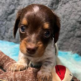 Chacma - Piebald male Dachshund puppy in Bigfork, Minnesota from Dachshunds Up North