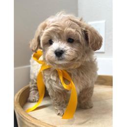 Maltipoo puppies from GlamPaw Maltipoos