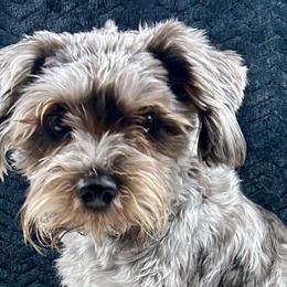 Schnoodles from Stormi Sky Schnoodles