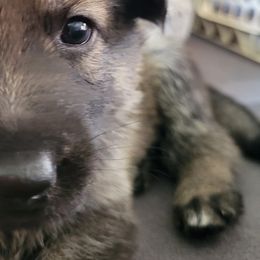 Girl 2 - Sable German Shepherd puppy in Crown Point, Indiana from Nordwolfe