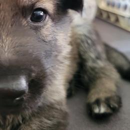 Girl 2 - Sable German Shepherd puppy in Crown Point, Indiana from Nordwolfe