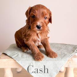 Cash - Red  male Goldendoodle puppy in Melba, Idaho from KZ Doodles