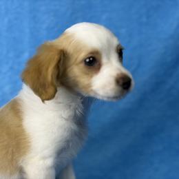 Lee-Lee - white and lemon female Companion Cross puppy in Palm Coast, Florida from Fiesta Pups