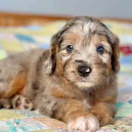 Cowboy Hat - Blue merle male Aussiedoodle puppy in Lancaster, Minnesota from Finney Ranch