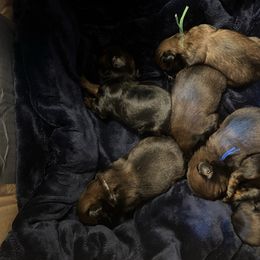 Puppy 1 - Red male Shih Tzu puppy in Pottstown, Pennsylvania from DHDoggs Shih Tzu