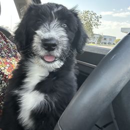 Aussiedoodle Puppies from Royal Paw Aussiedoodles