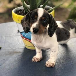 Dachshunds from Southern Belle Dachshunds by Brenda