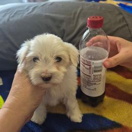 Bailey - White female Maltipoo puppy in Everett, Washington from Meadows Ranch