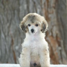 Rupert - Sable male Poodle puppy in Orem, Utah from First Class Poodles