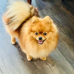 Ginger - Pomeranian