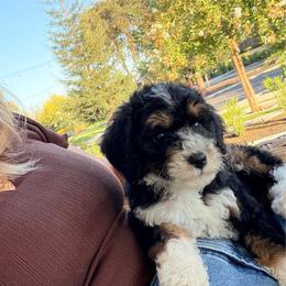 Dill - Tri-color male Bernedoodle puppy in Yuba City, California from Ranch House Doodles