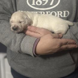 Boy 2 - Light golden male Golden Retriever puppy in Waterford, Pennsylvania from Living on Faiths Golden Retrievers
