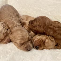 Australian Labradoodle Puppies from Pixie Doodle Paws