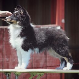 Shetland Sheepdog Puppies from Clermont