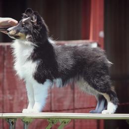 Shetland Sheepdog Puppies from Clermont