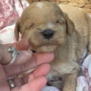 Dodge - Apricot male Irish Doodle puppy in Home, Pennsylvania from Plum Creek Acres Next Generation