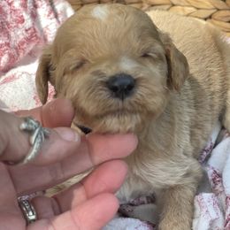 Dodge - Apricot male Irish Doodle puppy in Home, Pennsylvania from Plum Creek Acres Next Generation