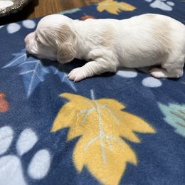 Boy 3 - Piebald male Dachshund puppy in Lexington, Tennessee from Nichols' Miniature Dachshund