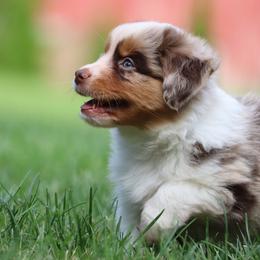 Border Collie, English Setter, and Miniature American Shepherd Puppies from First Harmony Farms