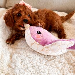 Cavalier King Charles Spaniel, Cavapoo, and Poodle Puppies from Pixie Dust Cavaliers