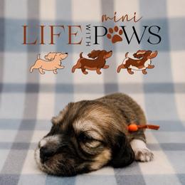 Rumi - Cream female Dachshund puppy in Palm Bay, Florida from Life With Mini Paws