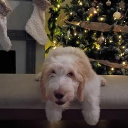 Lime Girl - Parti female Goldendoodle puppy in Palm Bay, Florida from Costa's Curly Canines