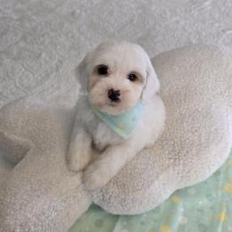 Dean - 2 lb 7 oz - Parti male Goldendoodle puppy in Floyd, Virginia from Hearts and Paws Poodles and Doodles