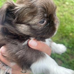 Jonah - Liver and white male Shih Tzu puppy in Hematite, Missouri from Free Range Shih Tzus