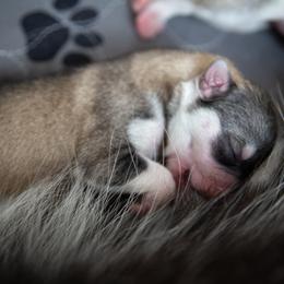 Siberian Husky Puppies from Ivie Huskies