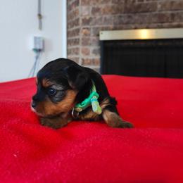 Mr. Lime Green - Black and gold male Yorkshire Terrier puppy in Woodway, Texas from The Yorkie Empire