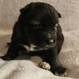 Viper - Agouti and white male Siberian Husky puppy in Urbana, Ohio from Fairhaven's Siberian Huskies