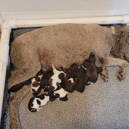 Dachshund, Golden Retriever, and Poodle Puppies from Paragon Puppies