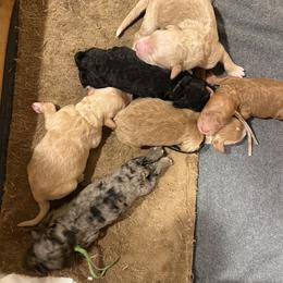 Sheepadoodle puppies from Bitler Family Puppies