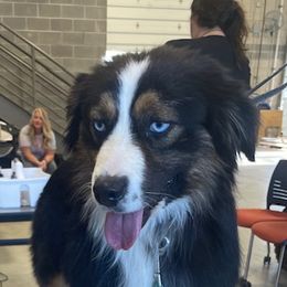 Layton - Miniature Australian Shepherd