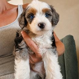 Blue - Merle male Bernedoodle puppy in Churchill County Fallon, Nevada from Card Family Ranch